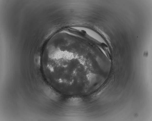 X0000096990067200802291219