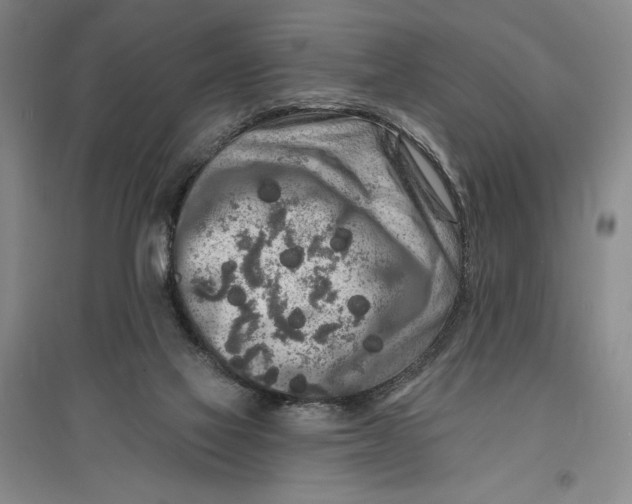 X0000096990069200802291219