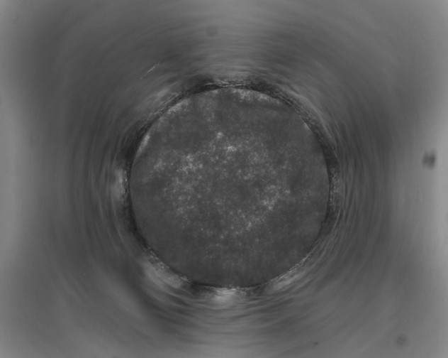 X0000096990130200802291218