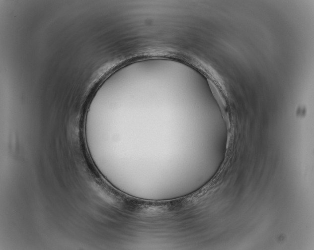 X0000096990155200802291217