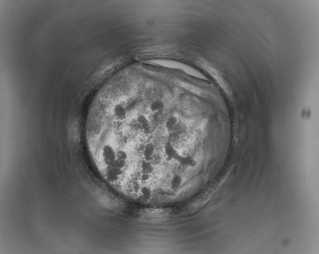 X0000096990161200802291217