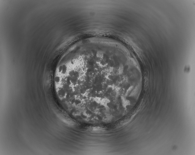 X0000096990165200802291217