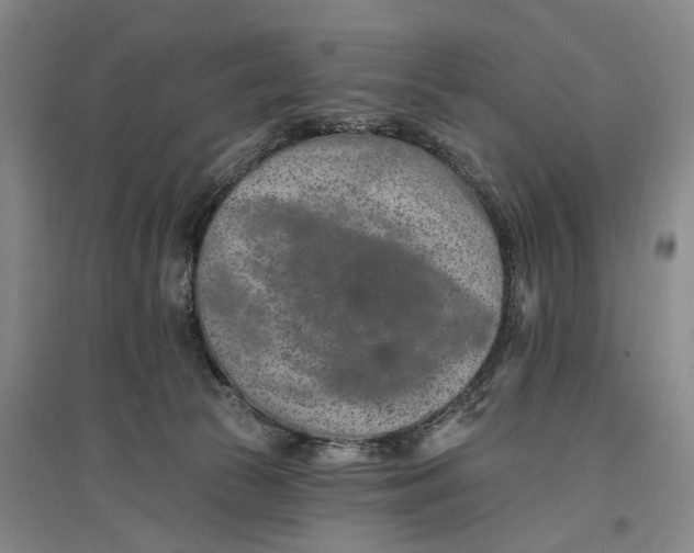 X0000096990177200802291218