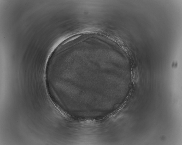 X0000096990196200802291217