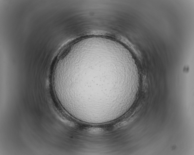 X0000096990203200802291217