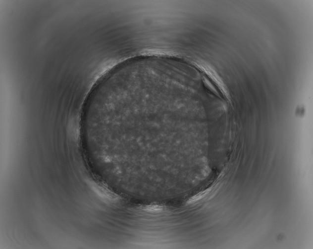 X0000096990204200802291217