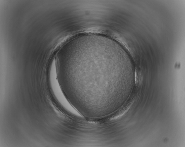 X0000096990205200802291217