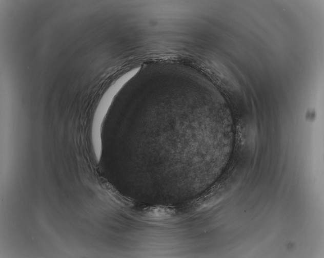 X0000096990223200802291216