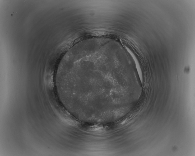 X0000096990267200802291216