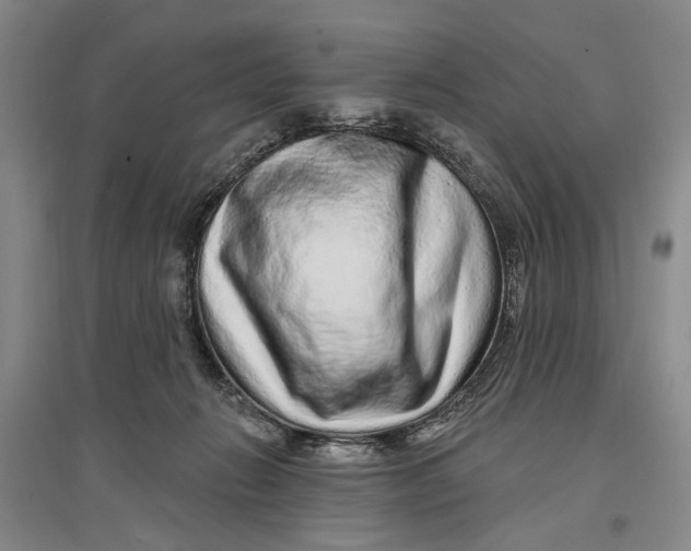 X0000096990270200802291216