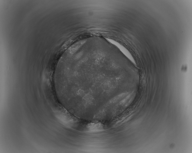 X0000096990271200802291216