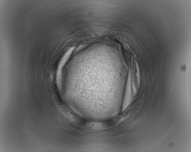 X0000096990276200802291216