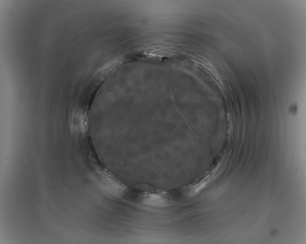 X0000096990285200802291216