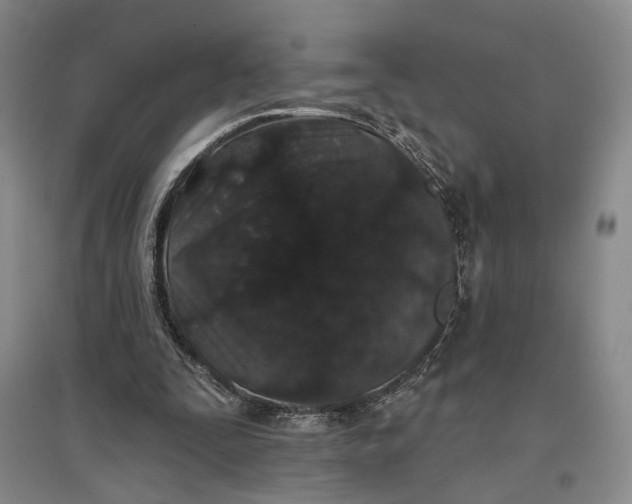 X0000096990295200802291215