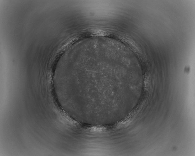 X0000096990314200802291215