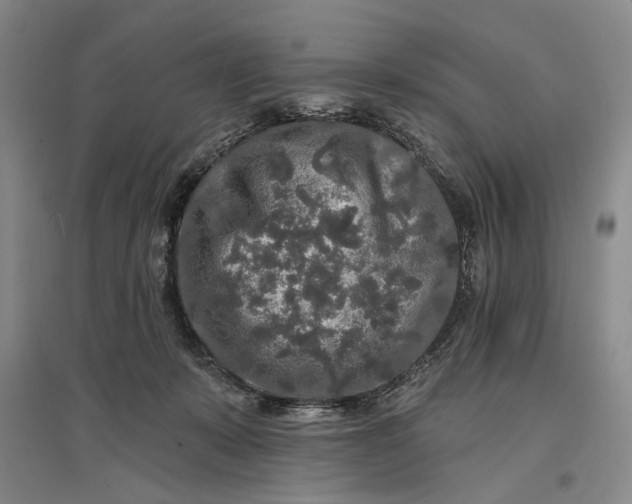 X0000096990319200802291215