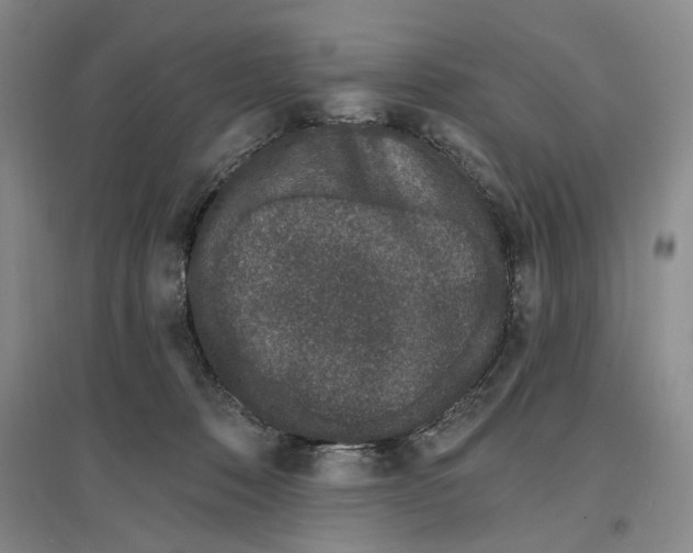 X0000096990320200802291215