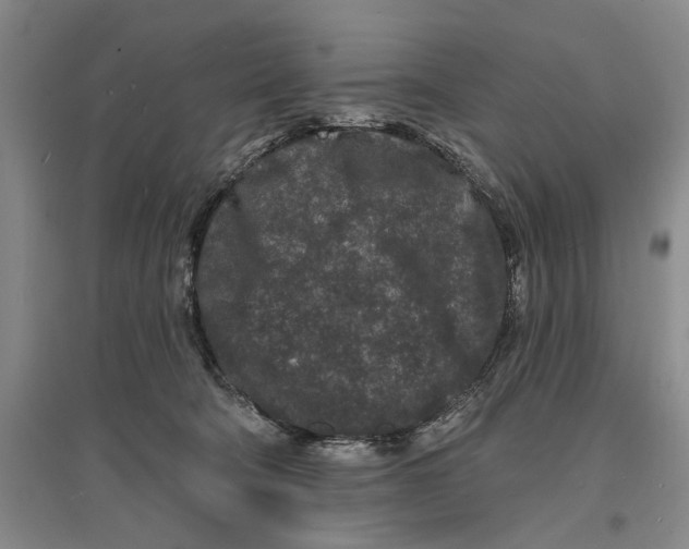 X0000096990322200802291215