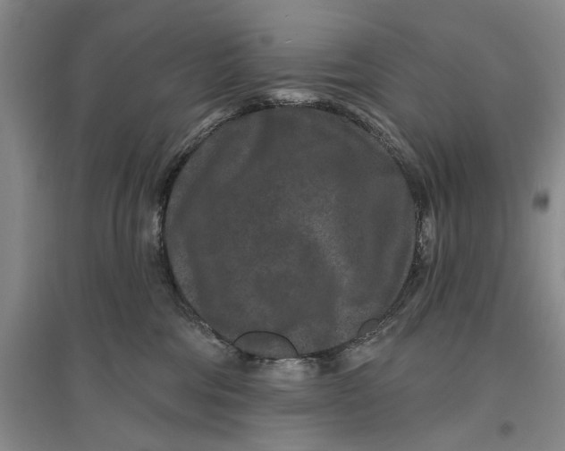 X0000096990330200802291215