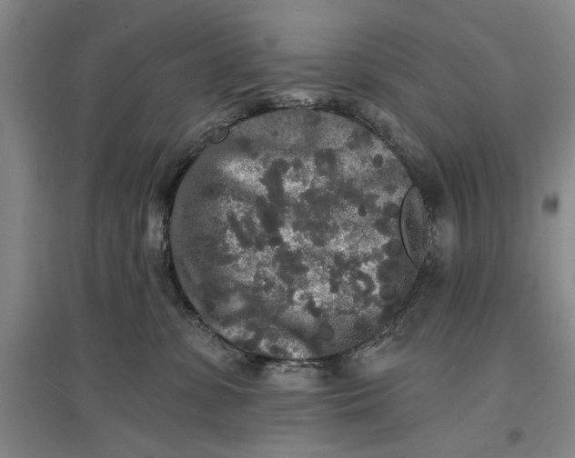 X0000096990331200802291215