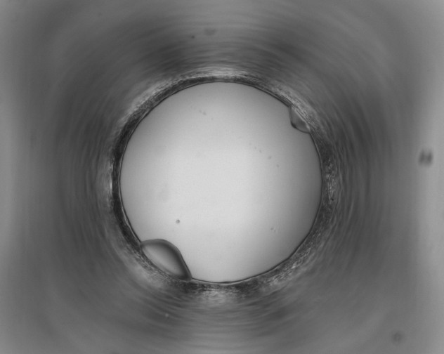 X0000096990350200802291214