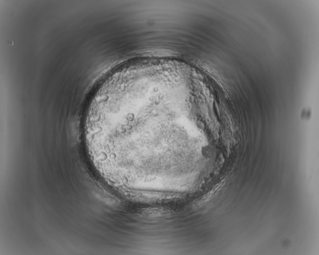 X0000096990351200802291214