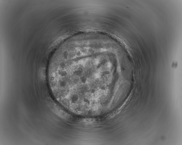 X0000096990353200802291214