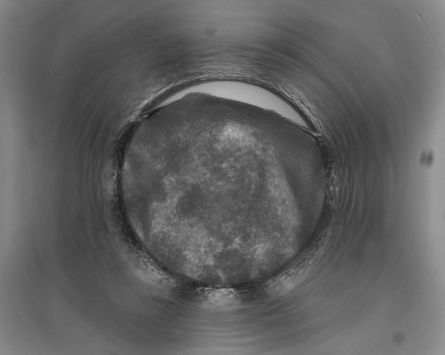 X0000096990355200802291214