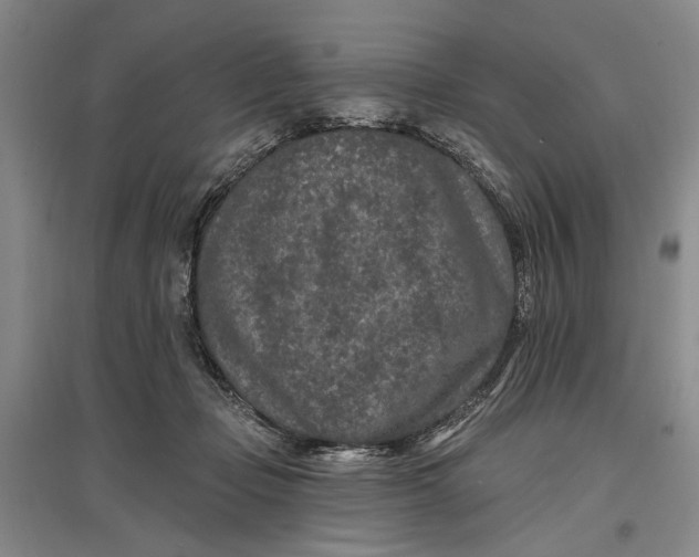 X0000096990365200802291214