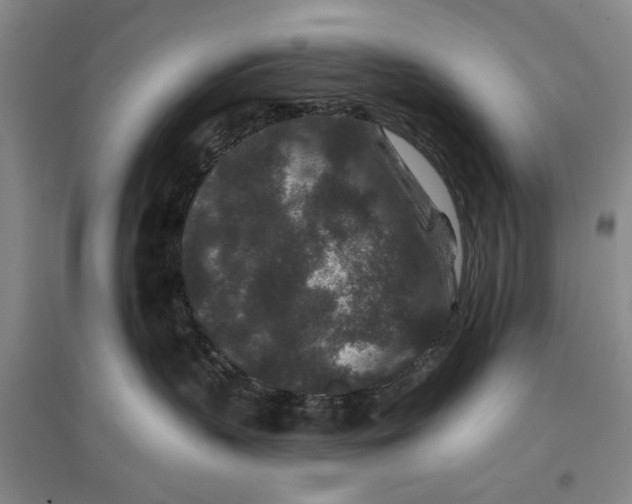 X0000096990383200802291215