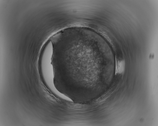 X0000096990387200802291214