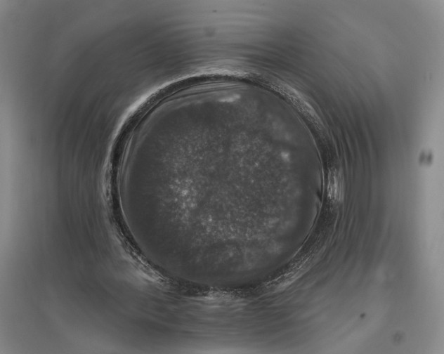 X0000096990388200802291214