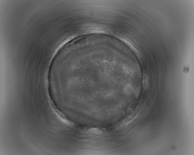 X0000096990390200802291214