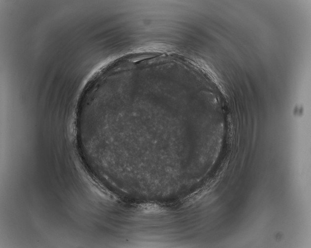 X0000096990392200802291214