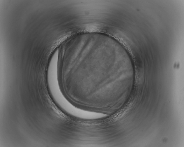 X0000096990393200802291214