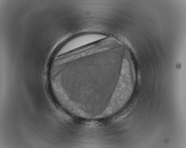 X0000096990396200802291214