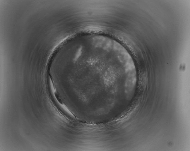 X0000096990399200802291214