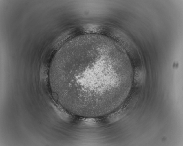 X0000096990409200802291213