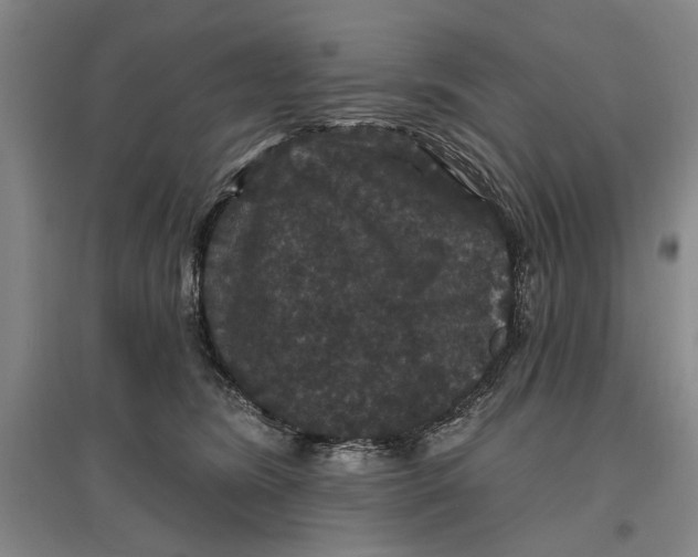 X0000096990420200802291213