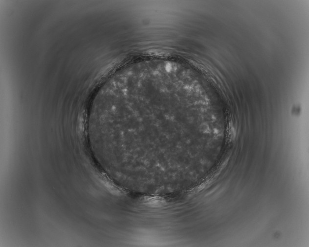 X0000096990424200802291213