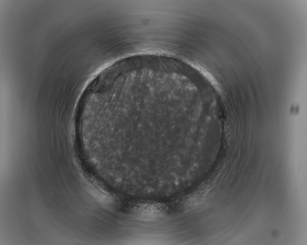 X0000096990488200802291212