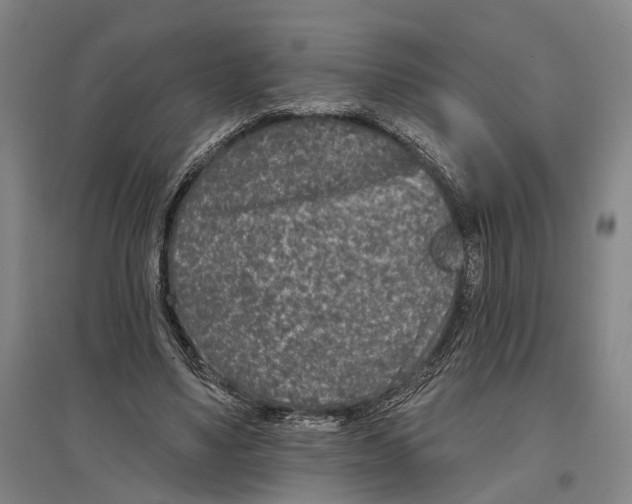 X0000096990491200802291212