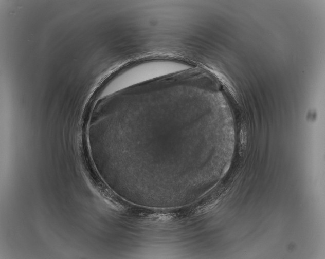 X0000096990492200802291212