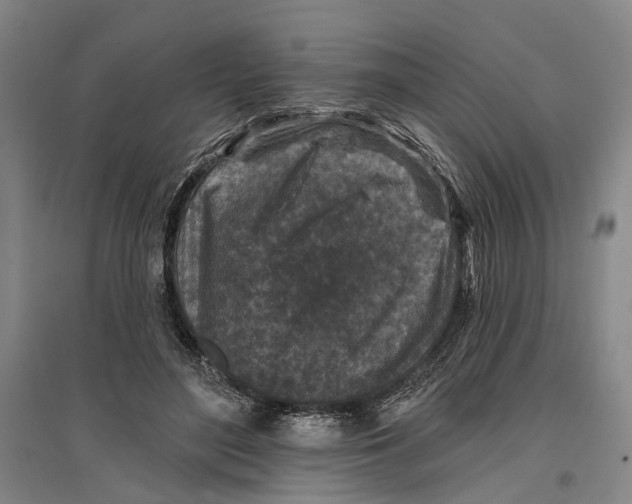 X0000096990500200802291212