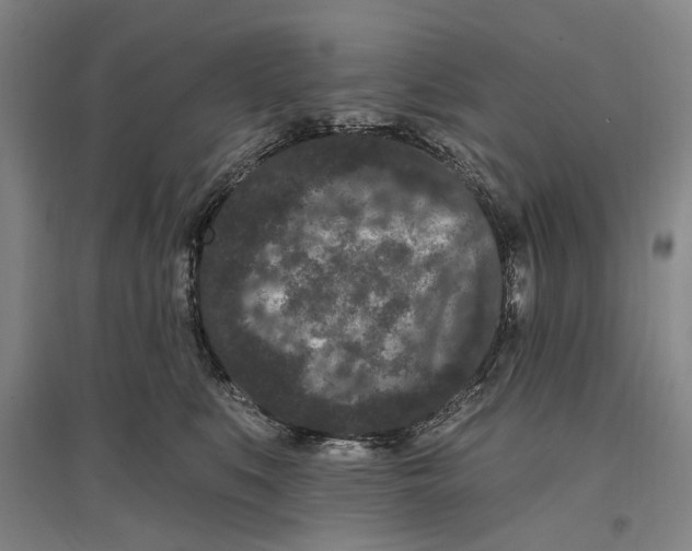 X0000096990519200802291212