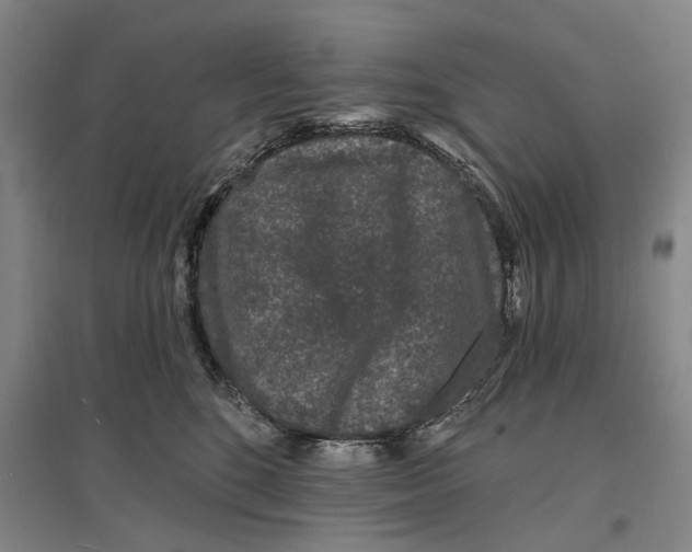 X0000096990520200802291212