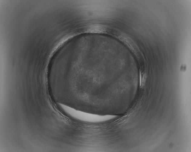 X0000096990531200802291211