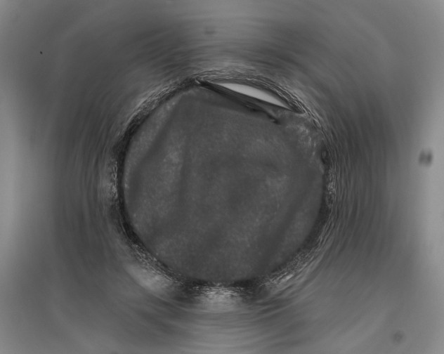 X0000096990547200802291211