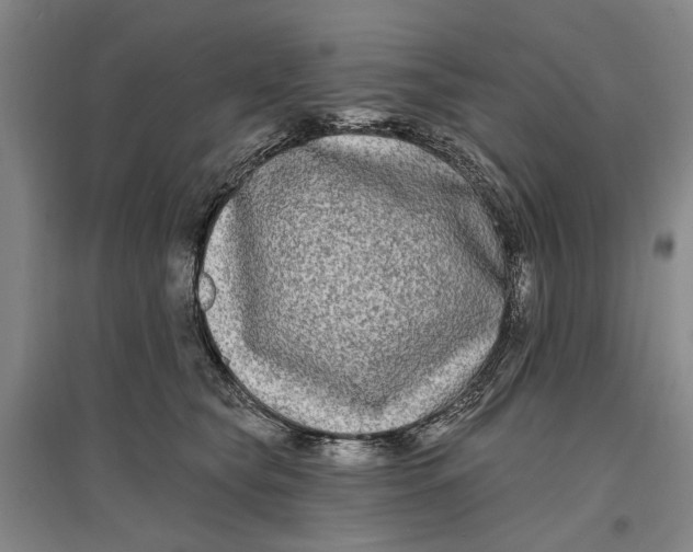 X0000096990565200802291212