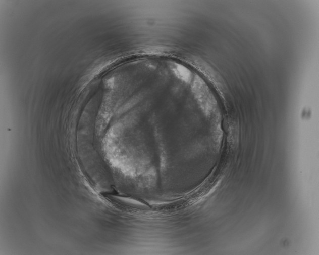 X0000096990577200802291211